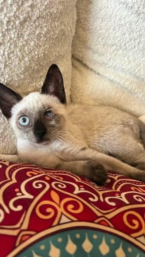 Bill, gato de porte pequeno para adoção em Fortaleza - CE
