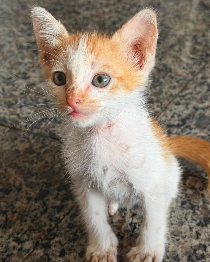 Cenourinha, gato de porte pequeno para adoção em Fortaleza - CE