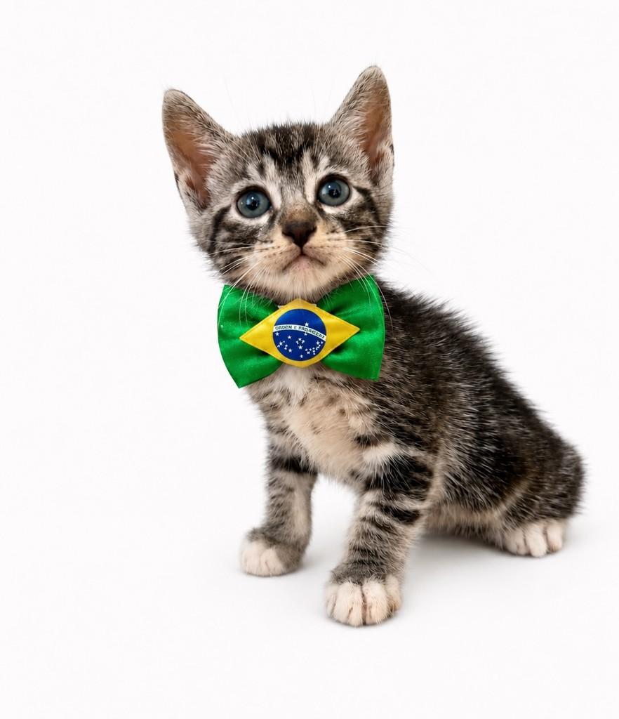 Neymar, gato de porte pequeno para adoção em Salvador - BA