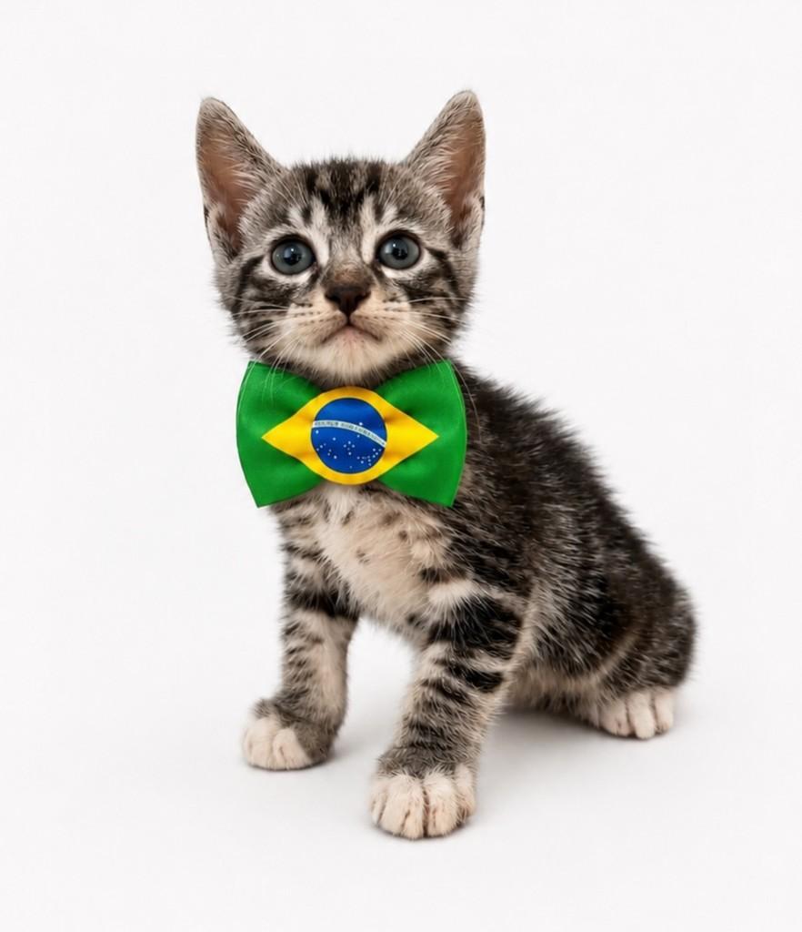 Neymar, gato de porte pequeno para adoção em Salvador - BA — foto 2 de 4