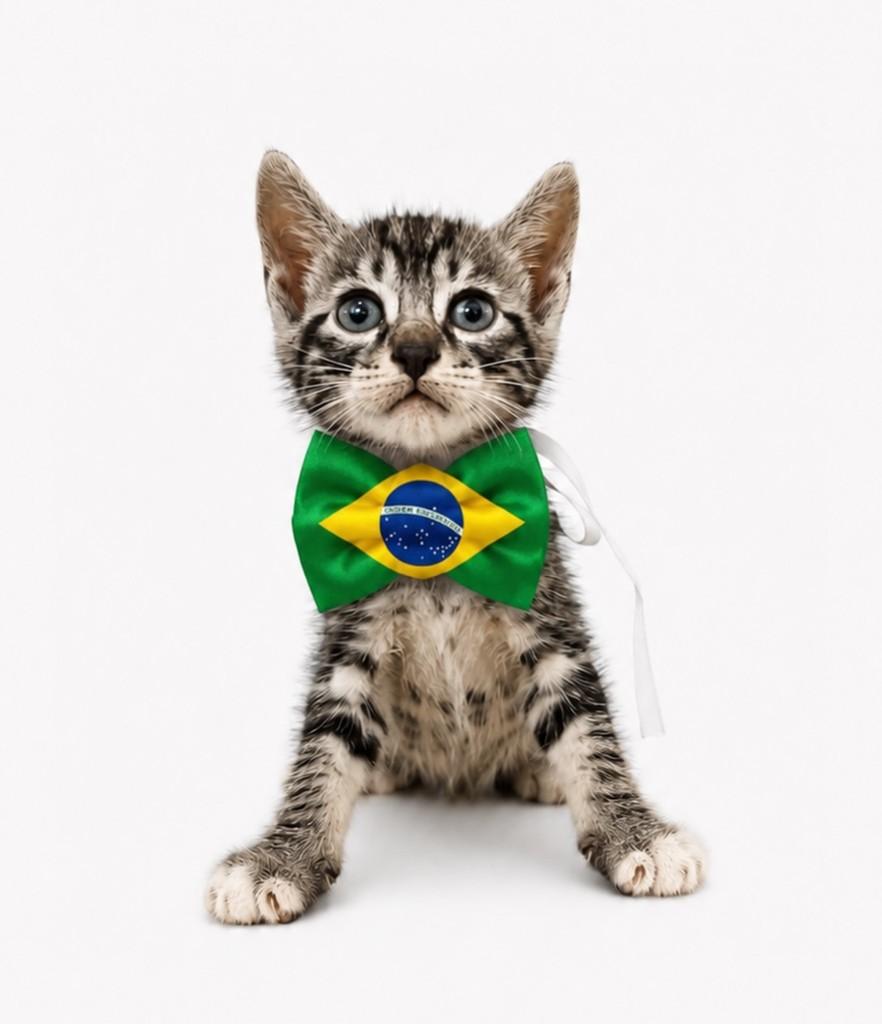 Neymar, gato de porte pequeno para adoção em Salvador - BA — foto 3 de 4