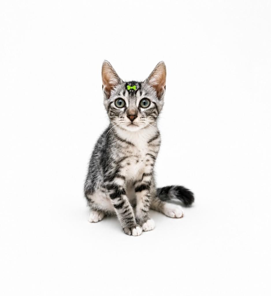 Oliver, gato de porte pequeno para adoção em Salvador - BA