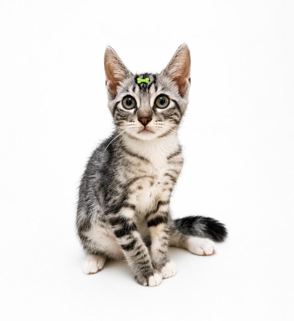 Oliver, gato de porte pequeno para adoção em Salvador - BA — foto 2 de 5