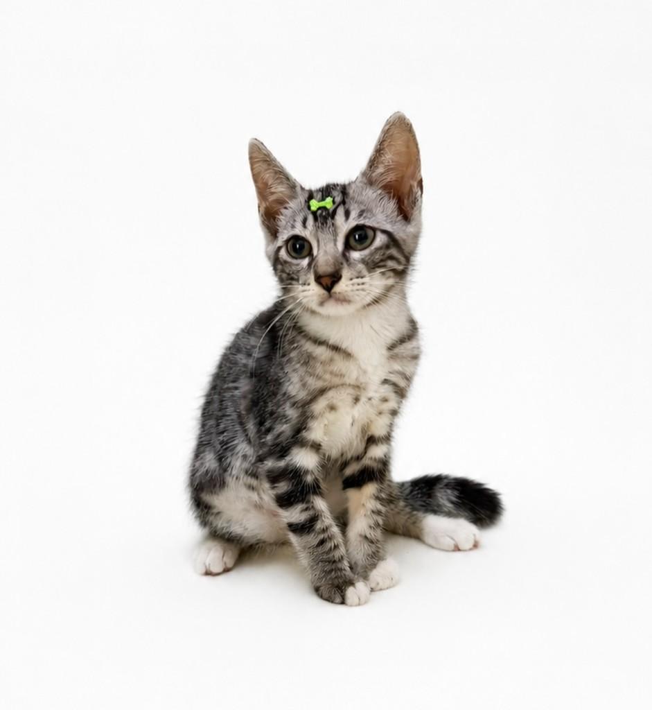 Oliver, gato de porte pequeno para adoção em Salvador - BA — foto 4 de 5