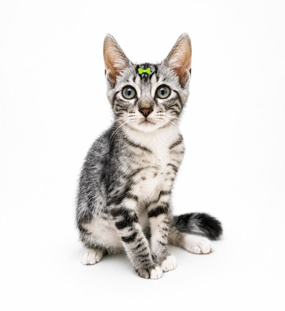 Oliver, gato de porte pequeno para adoção em Salvador - BA — foto 5 de 5
