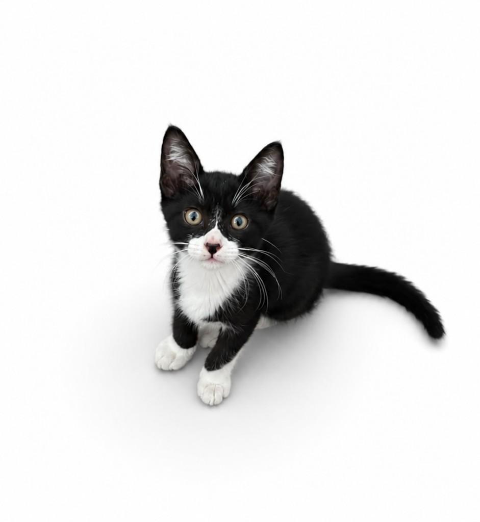 Lara, gata de porte pequeno para adoção em Salvador - BA — foto 3 de 4