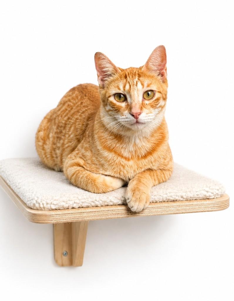 Yellow, gato de porte médio para adoção em Salvador - BA