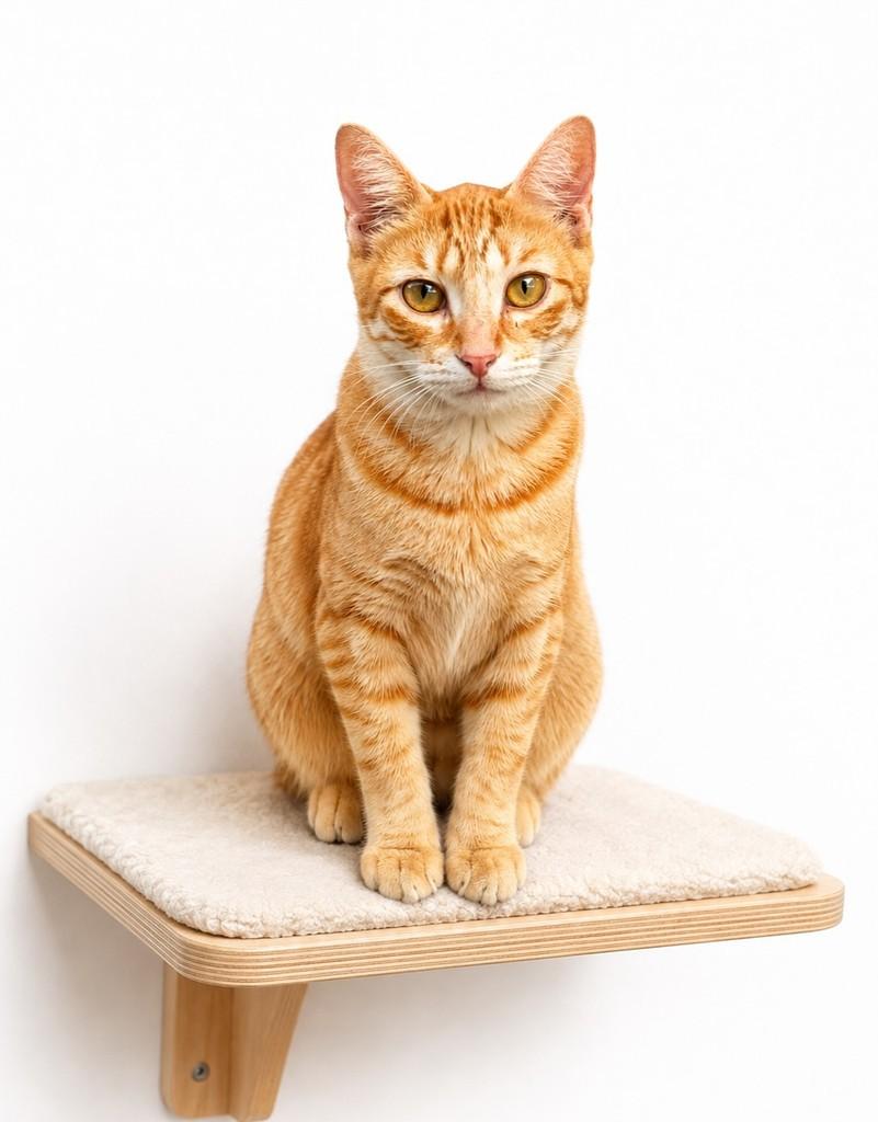 Yellow, gato de porte médio para adoção em Salvador - BA — foto 2 de 2