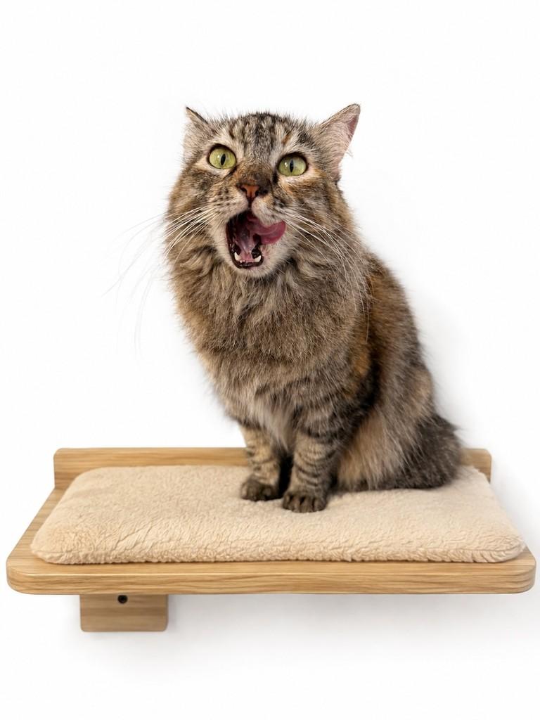 Marie, gata de porte pequeno para adoção em Salvador - BA — foto 3 de 4