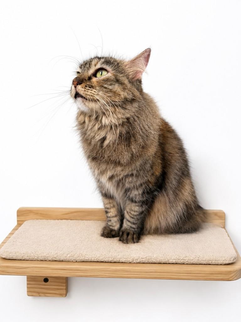 Marie, gata de porte pequeno para adoção em Salvador - BA — foto 4 de 4
