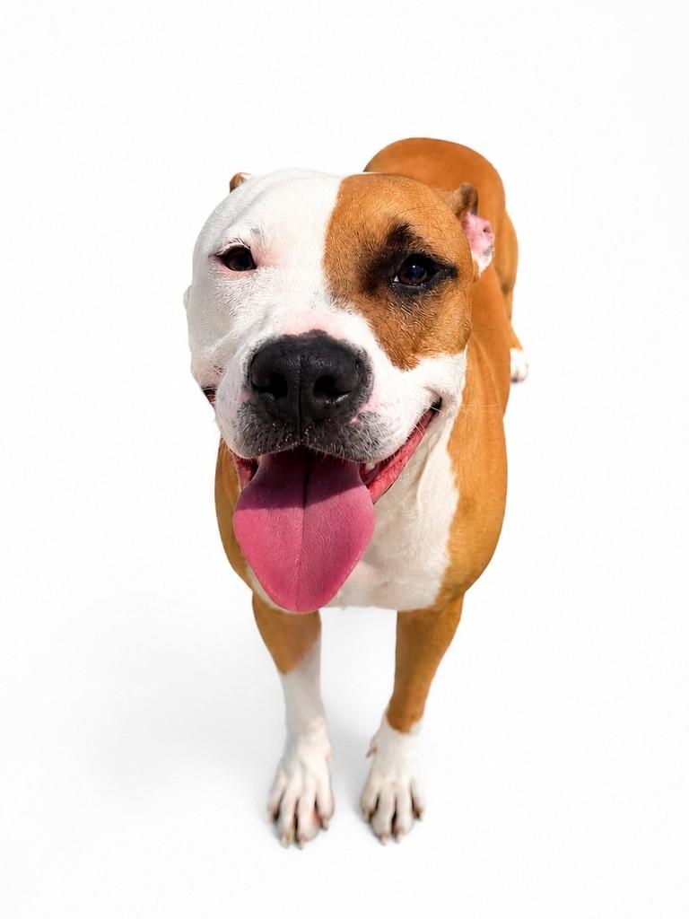 Ragnar, cachorro de porte médio para adoção em Salvador - BA