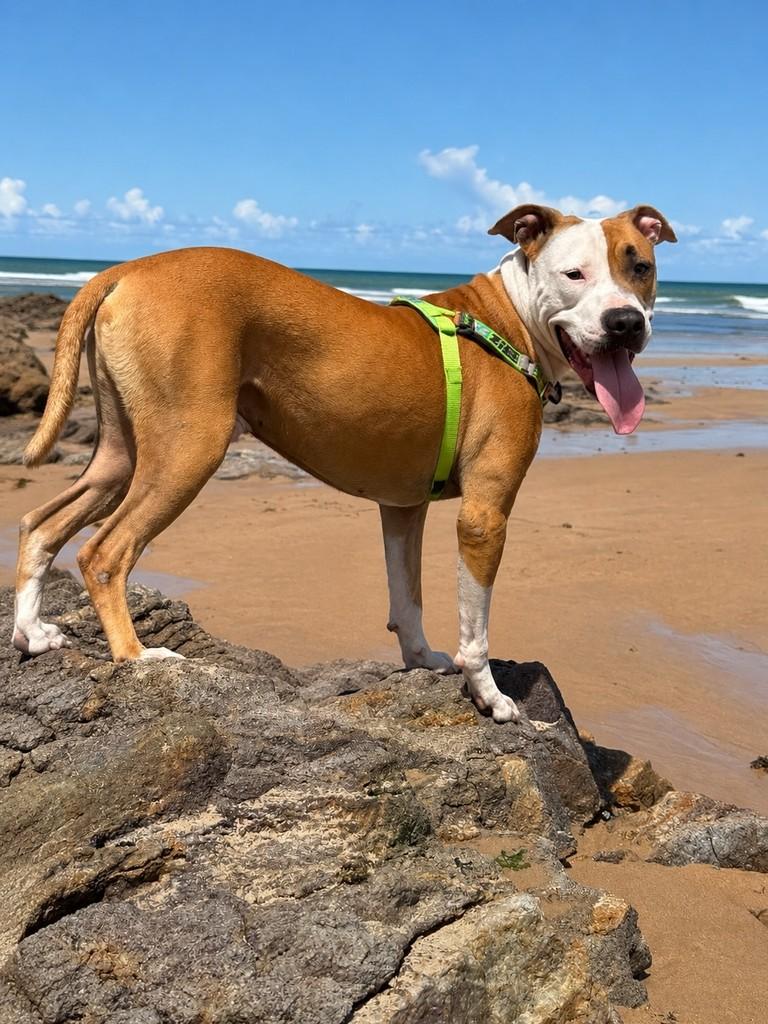 Ragnar, cachorro de porte médio para adoção em Salvador - BA — foto 2 de 6