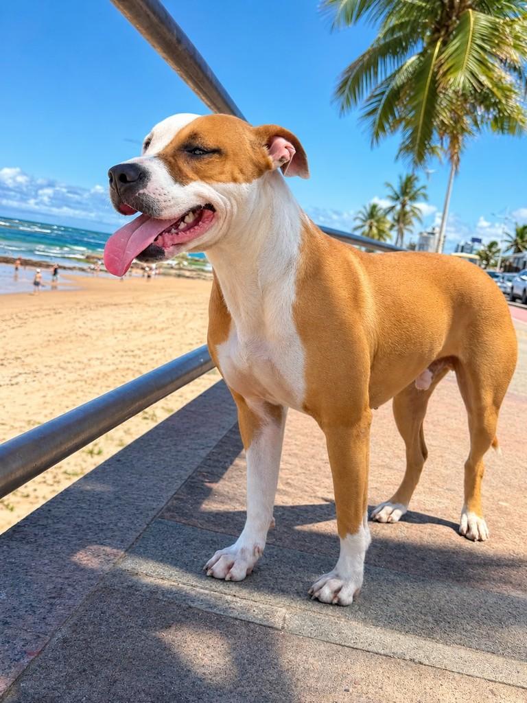 Ragnar, cachorro de porte médio para adoção em Salvador - BA — foto 3 de 6