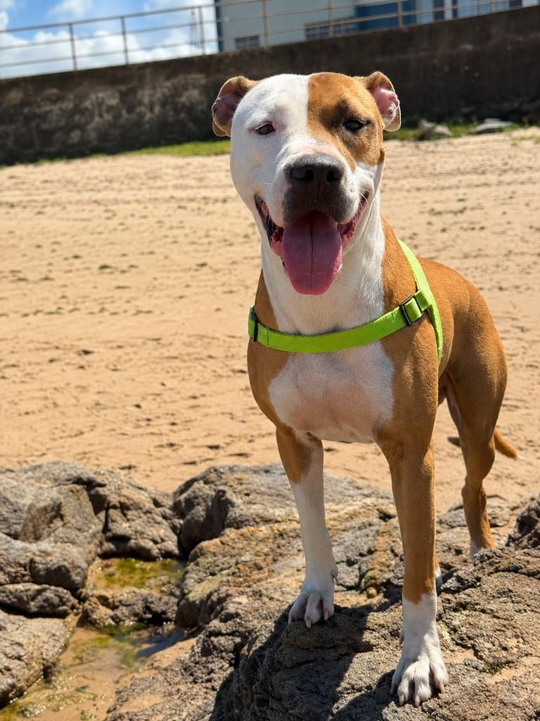 Ragnar, cachorro de porte médio para adoção em Salvador - BA — foto 4 de 6