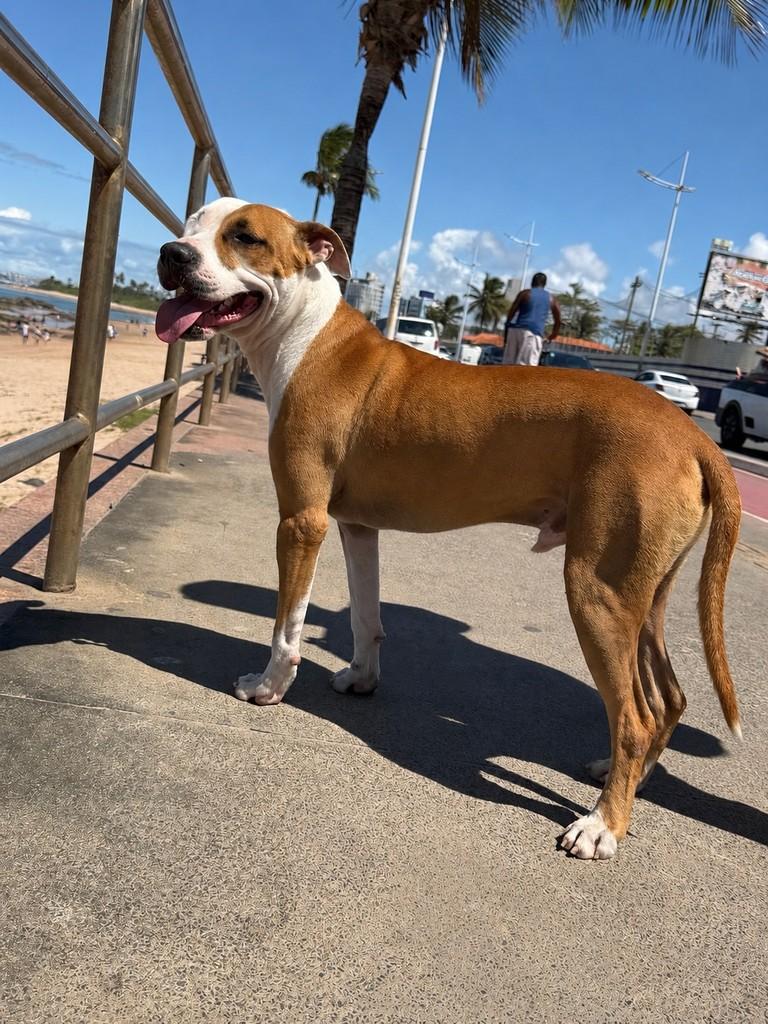 Ragnar, cachorro de porte médio para adoção em Salvador - BA — foto 5 de 6