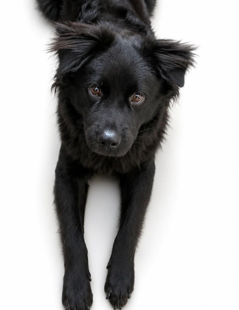 Pompom, cachorro de porte pequeno para adoção em Salvador - BA