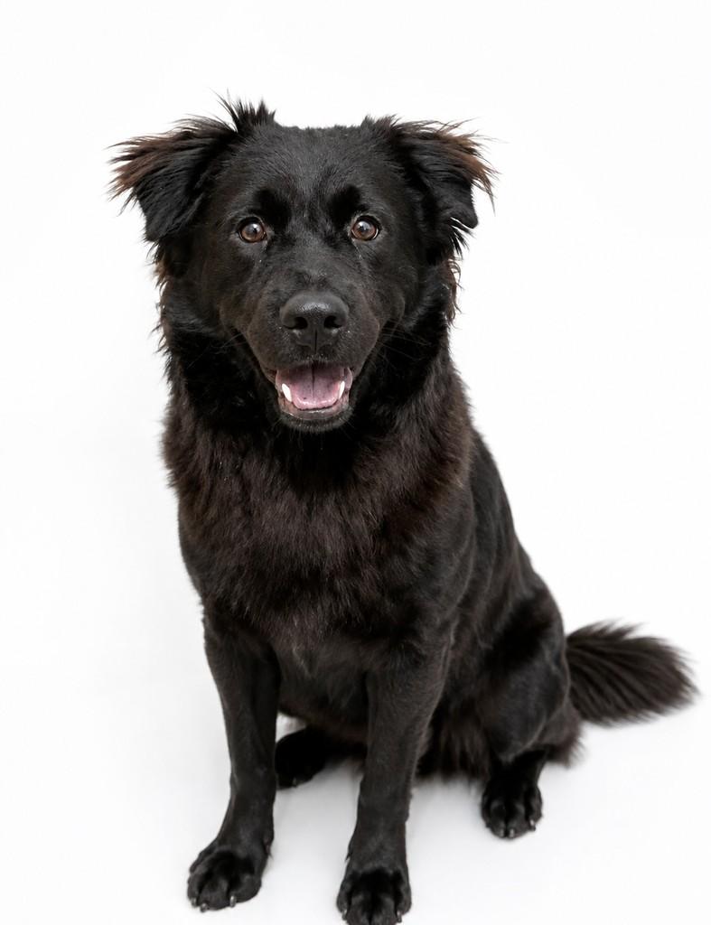 Pompom, cachorro de porte pequeno para adoção em Salvador - BA — foto 2 de 3