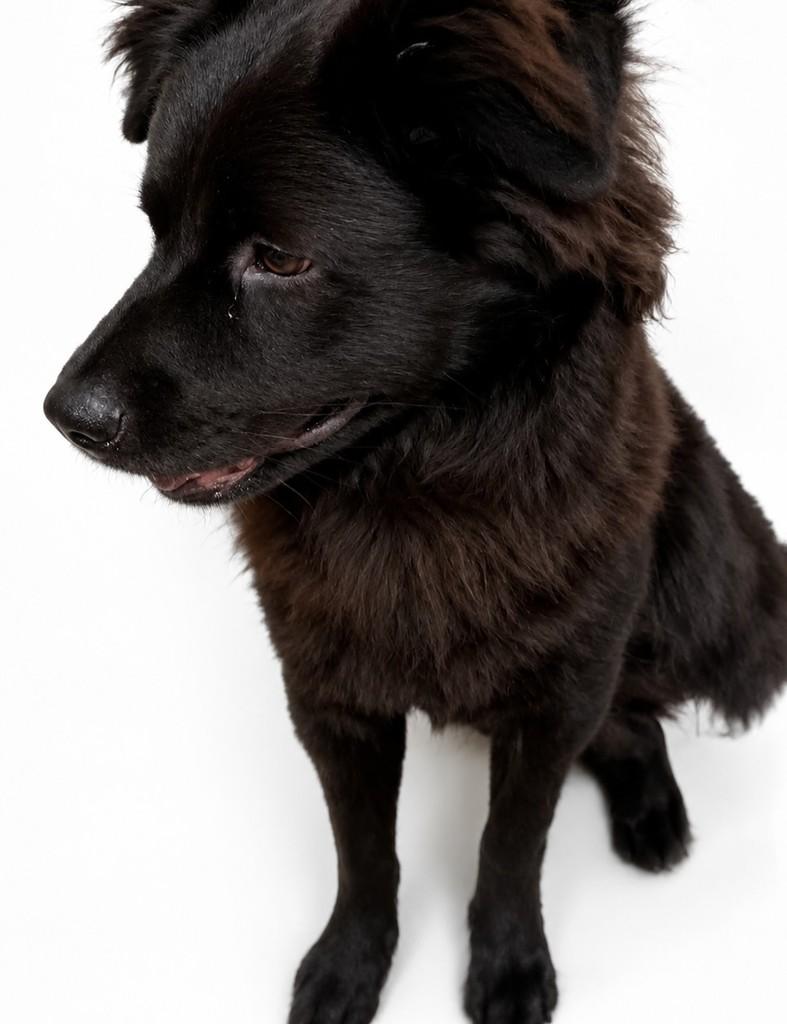 Pompom, cachorro de porte pequeno para adoção em Salvador - BA — foto 3 de 3