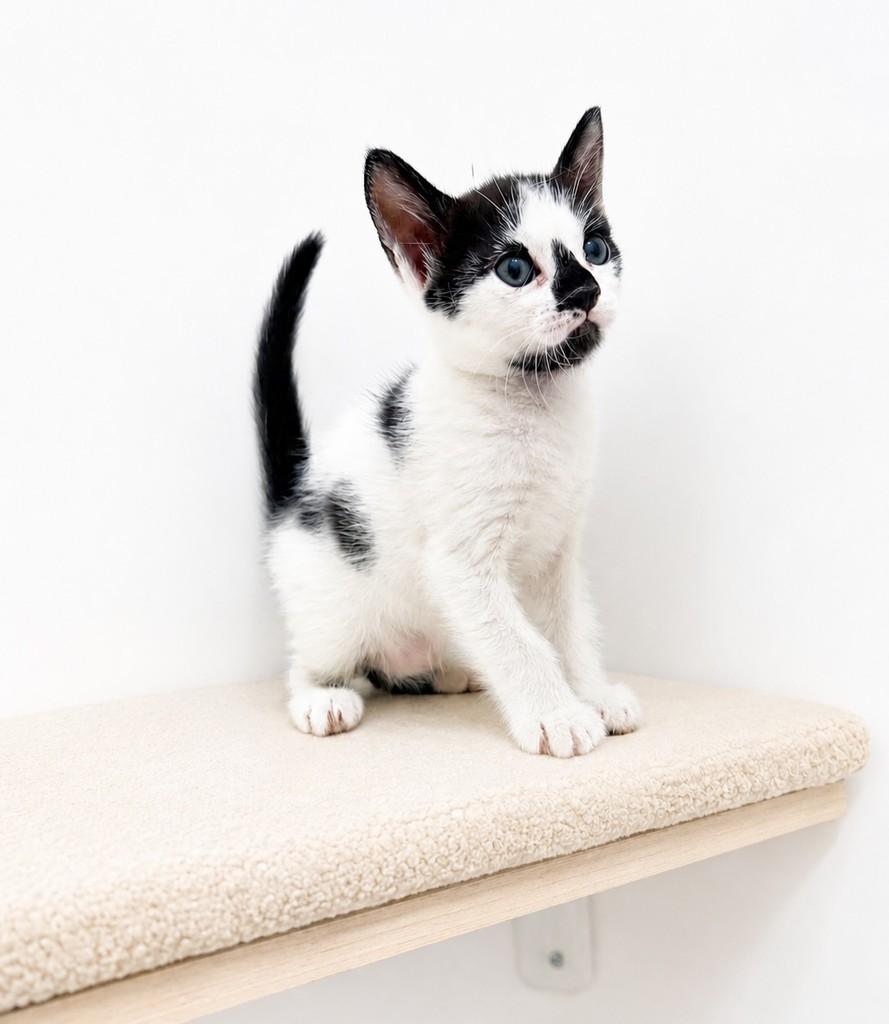 Marina, gato de porte pequeno para adoção em Salvador - BA