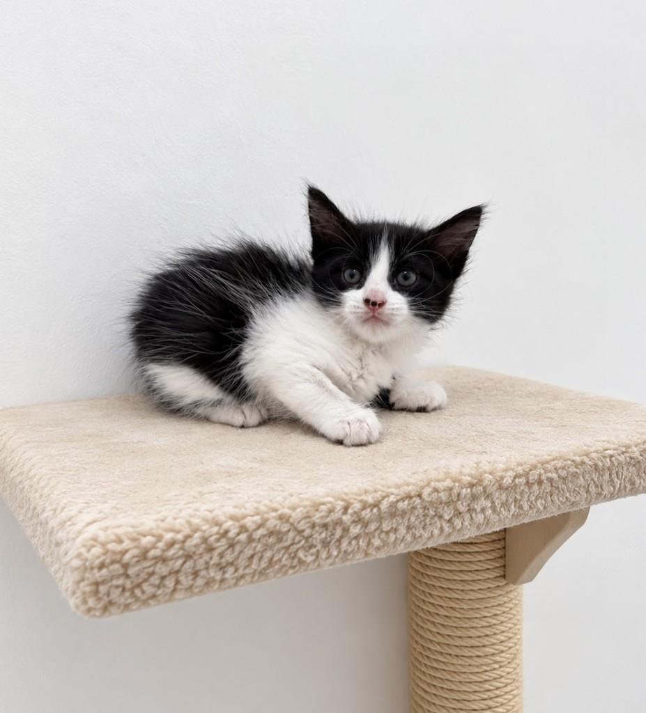 Malu, gata de porte pequeno para adoção em Salvador - BA — foto 3 de 4