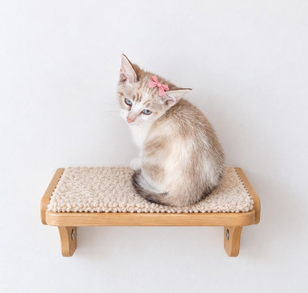 Bebel, gata de porte pequeno para adoção em Salvador - BA — foto 3 de 3