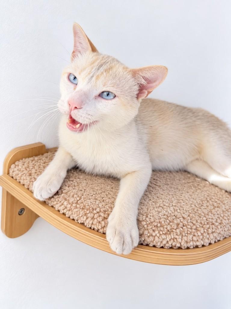 Galak, gato de porte pequeno para adoção em Salvador - BA