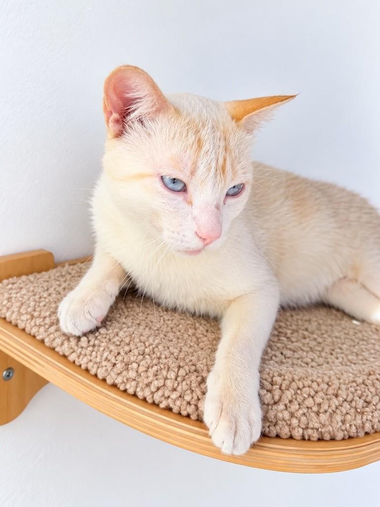 Galak, gato de porte pequeno para adoção em Salvador - BA — foto 3 de 3