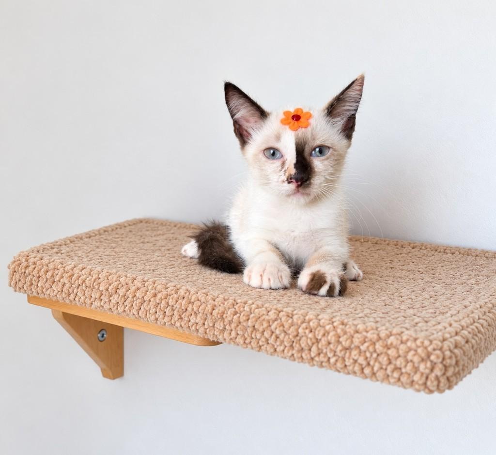 Pérola, gata de porte pequeno para adoção em Salvador - BA