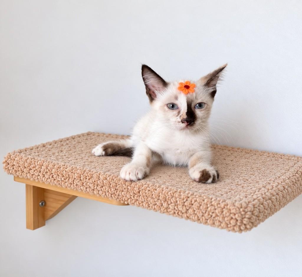 Pérola, gata de porte pequeno para adoção em Salvador - BA — foto 2 de 4