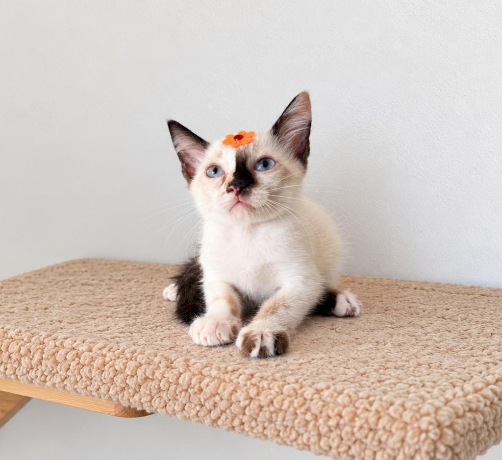 Pérola, gata de porte pequeno para adoção em Salvador - BA — foto 3 de 4