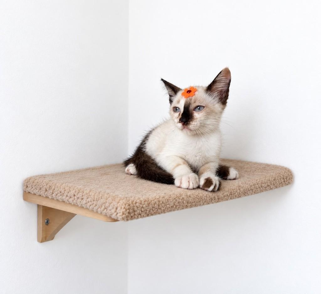 Pérola, gata de porte pequeno para adoção em Salvador - BA — foto 4 de 4