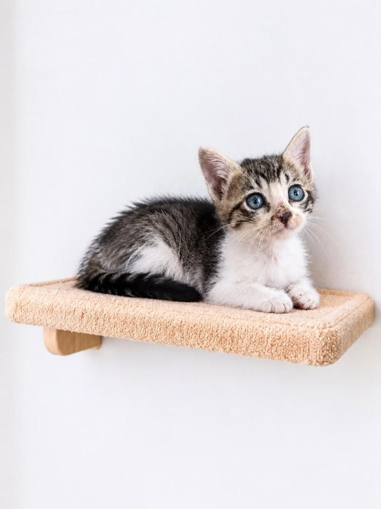 Yuri, gato de porte pequeno para adoção em Salvador - BA