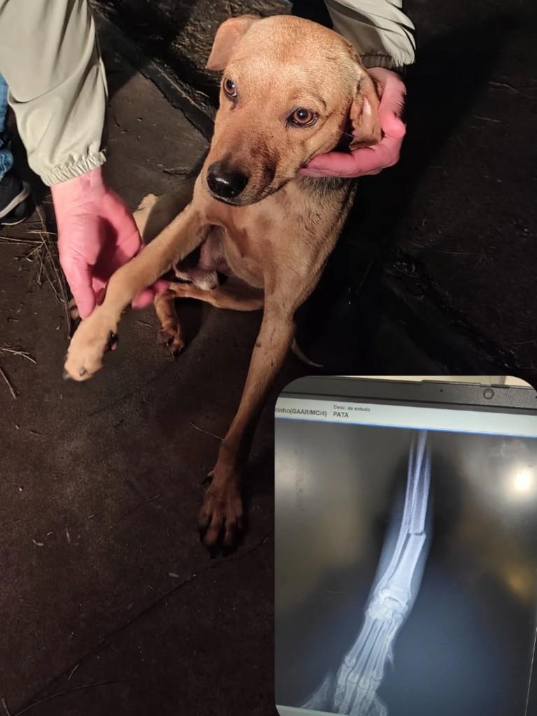 Pedrinho, cachorro de porte pequeno para adoção em Conselheiro Lafaiete - MG