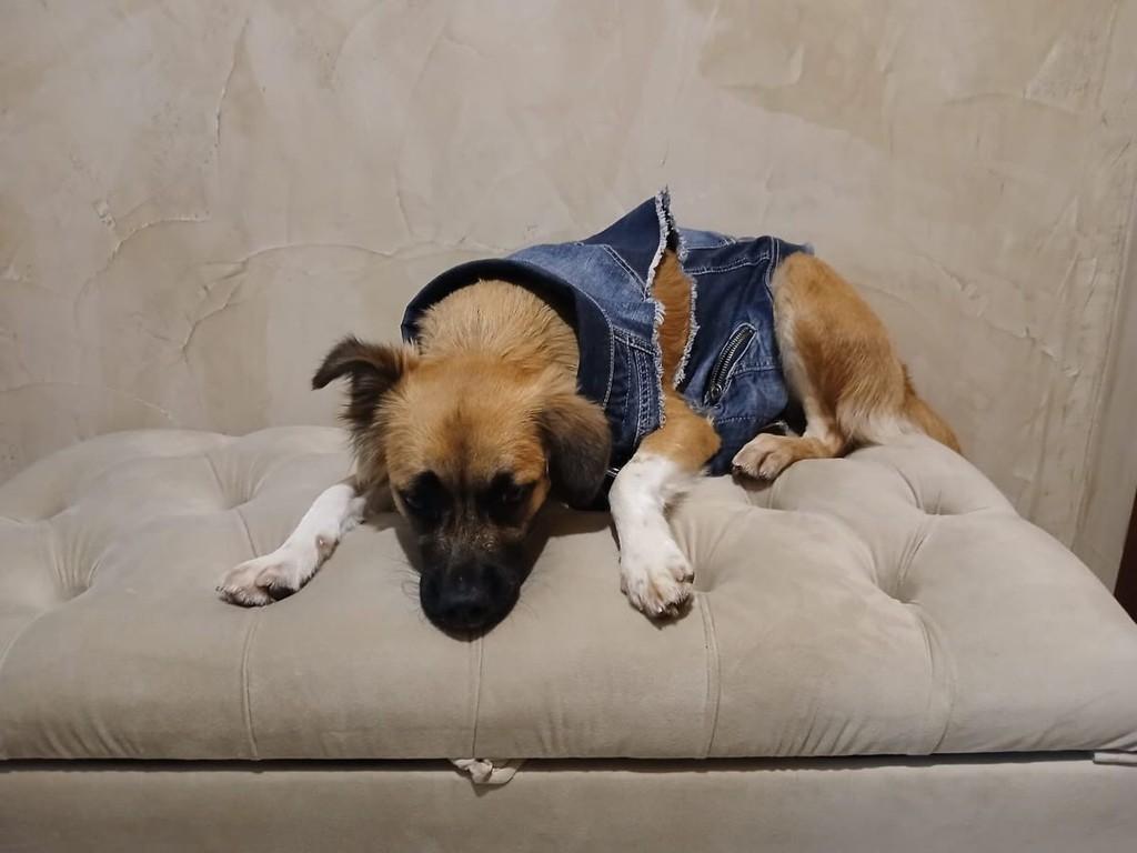 Mel, cachorro de porte médio para adoção em Conselheiro Lafaiete - MG
