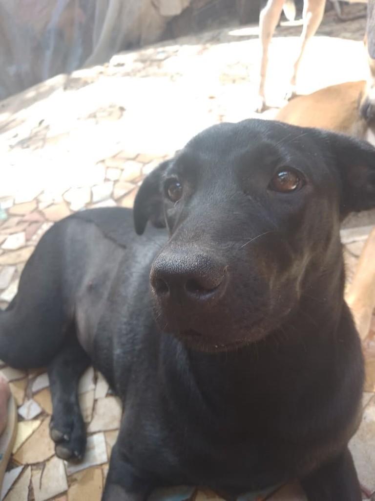 Pantera, cadela de porte médio para adoção em Conselheiro Lafaiete - MG