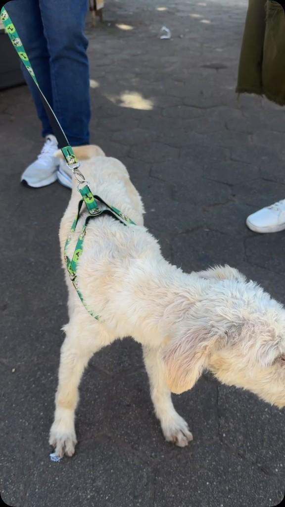 Xuxu, cachorro de porte pequeno para adoção em Conselheiro Lafaiete - MG