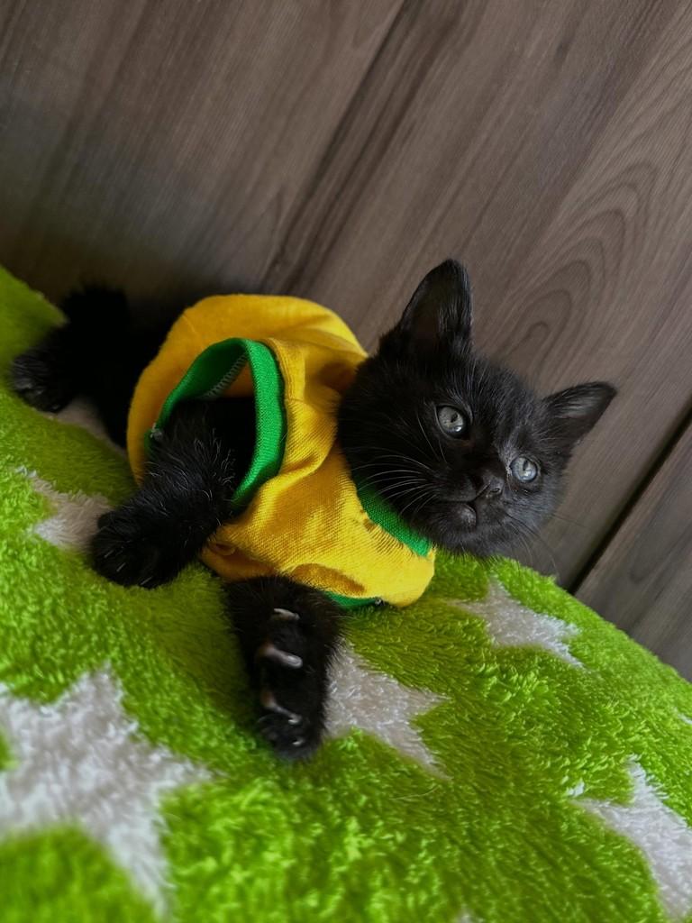 Vini, gato de porte pequeno para adoção em Fortaleza - CE
