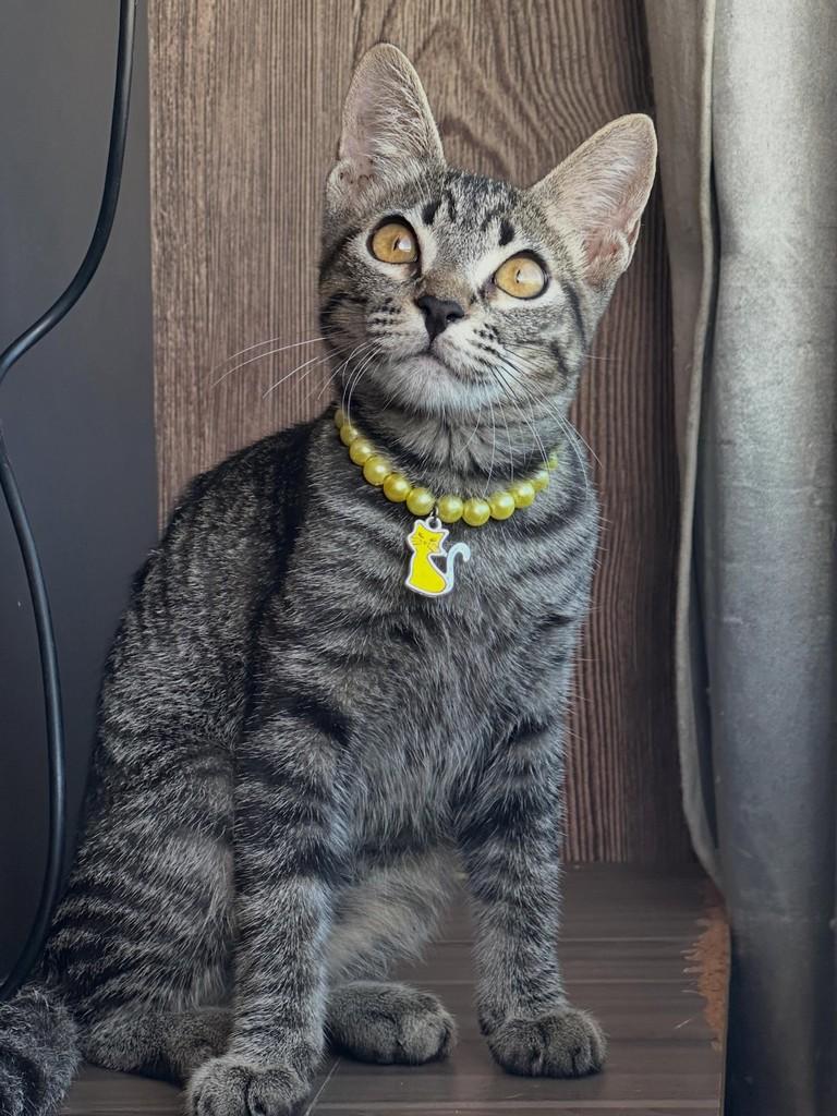Nina, gata de porte pequeno para adoção em Fortaleza - CE