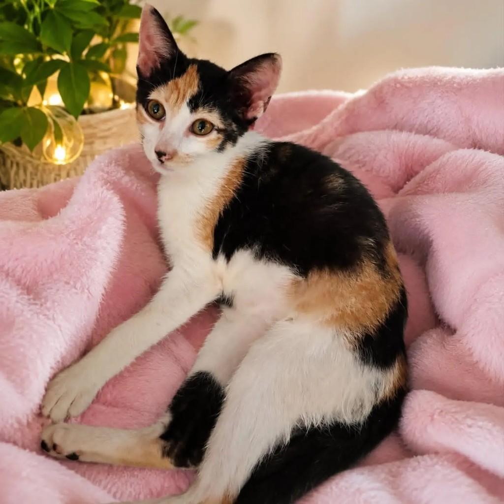 Mimi, gato de porte pequeno para adoção em Fortaleza - CE