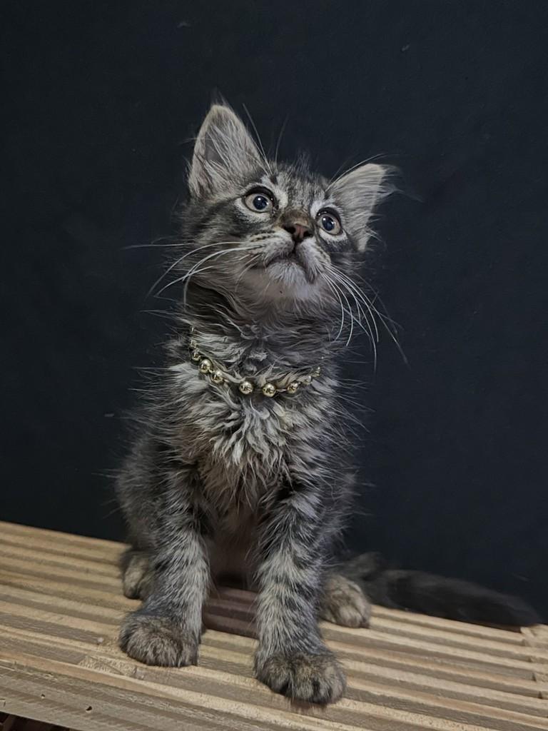 Zoe, gata de porte pequeno para adoção em Fortaleza - CE