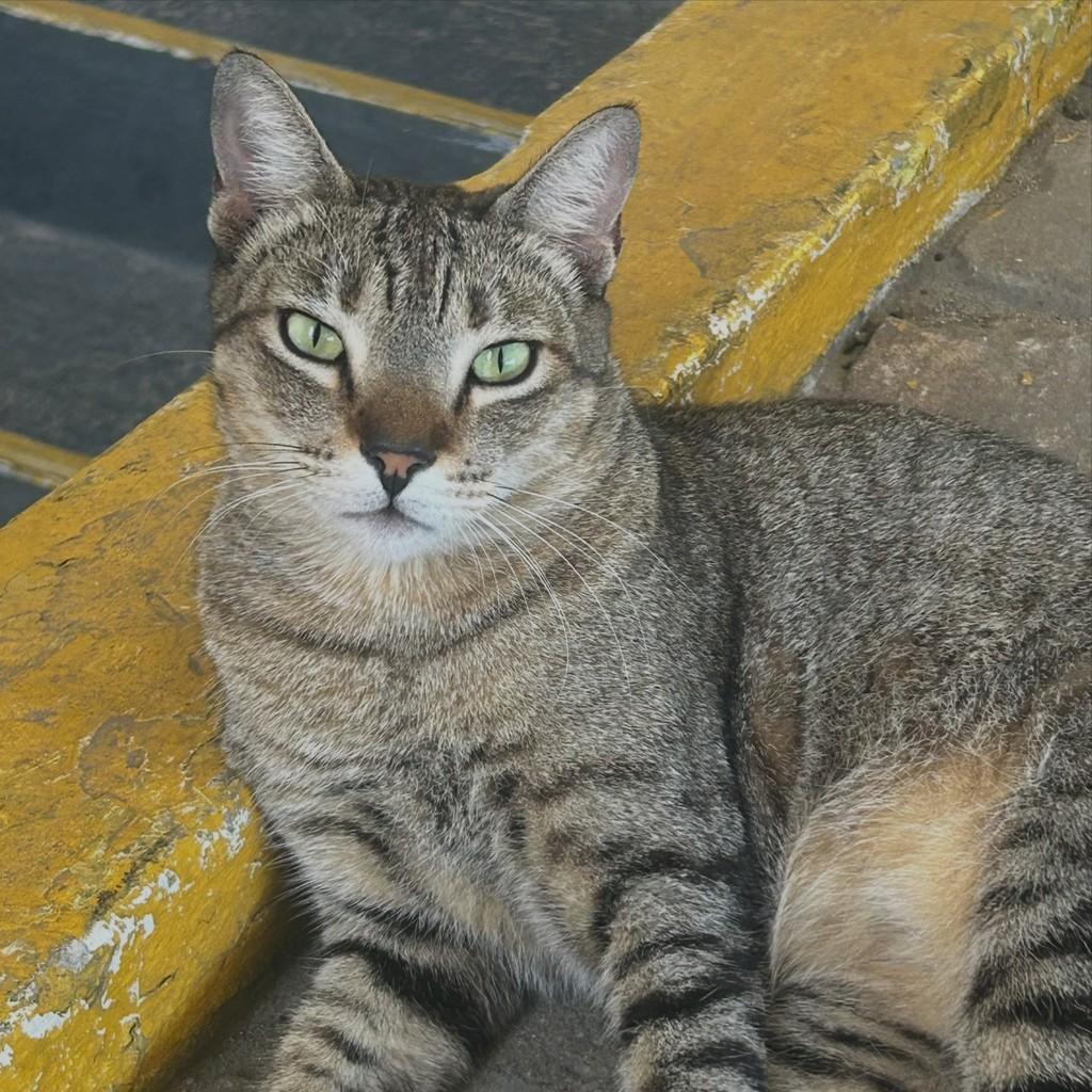 Teodoro, gato de porte médio para adoção em Fortaleza - CE
