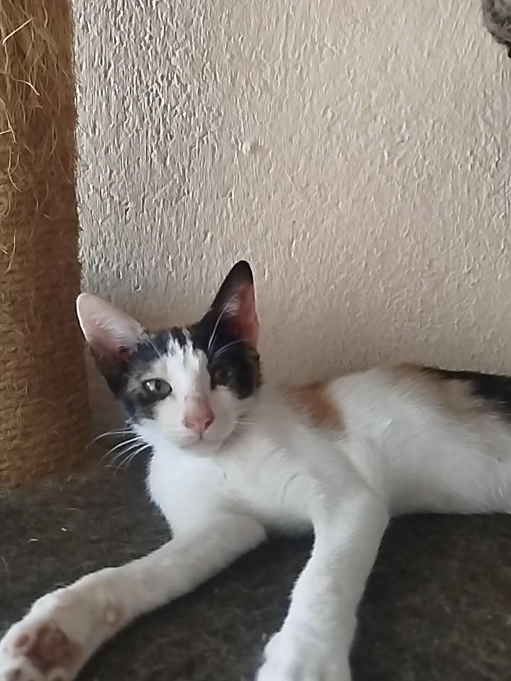 Tricolor, gato de porte pequeno para adoção em Fortaleza - CE