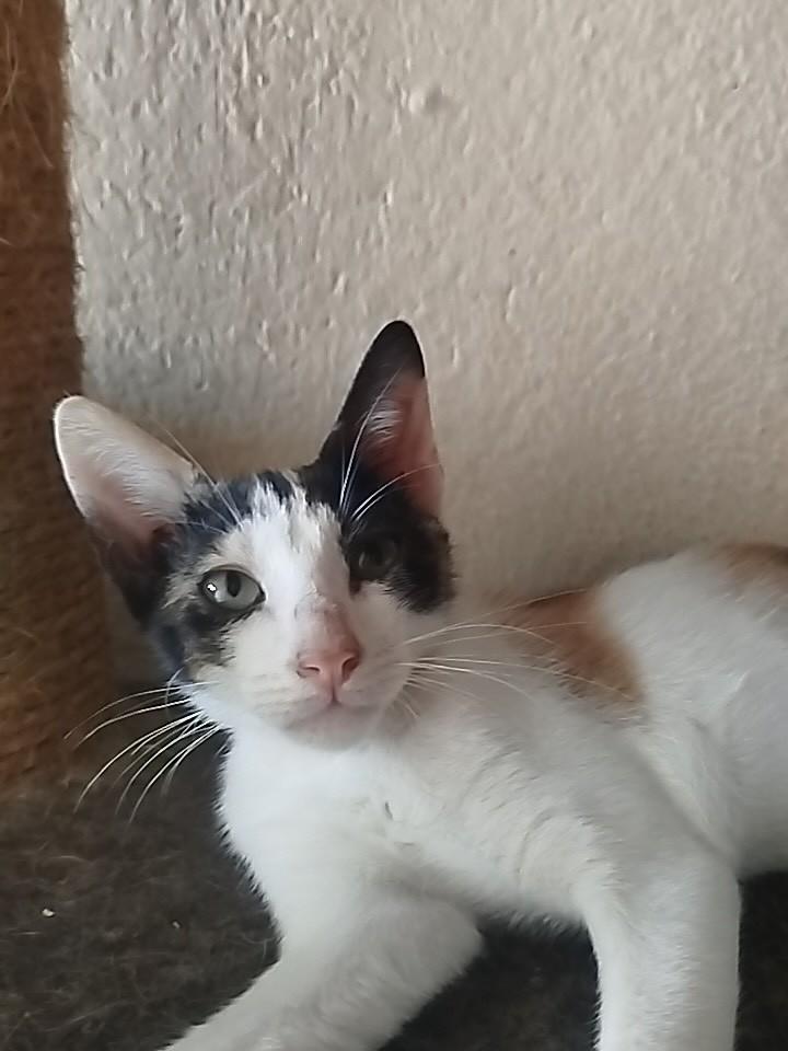 Tricolor, gato de porte pequeno para adoção em Fortaleza - CE — foto 2 de 3
