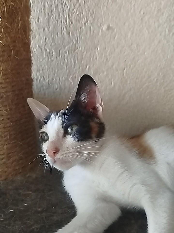 Tricolor, gato de porte pequeno para adoção em Fortaleza - CE — foto 3 de 3