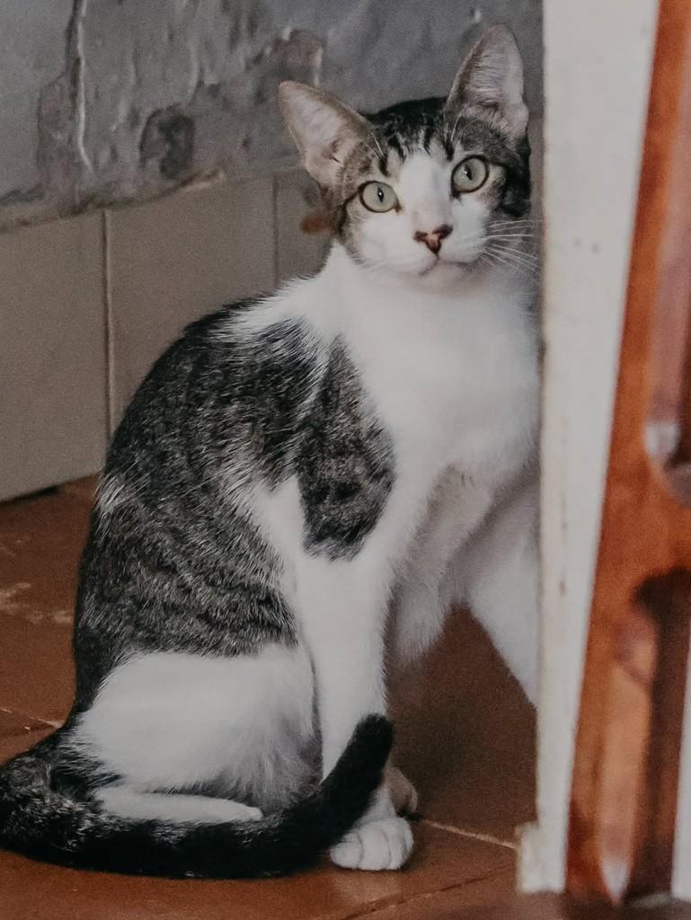 Tobias, gato de porte pequeno para adoção em Vitória - ES