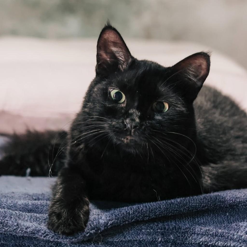 Cristal, gato de porte pequeno para adoção em Vitória - ES