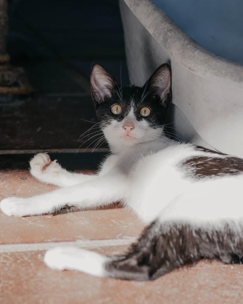 Olga, gato de porte pequeno para adoção em Vitória - ES