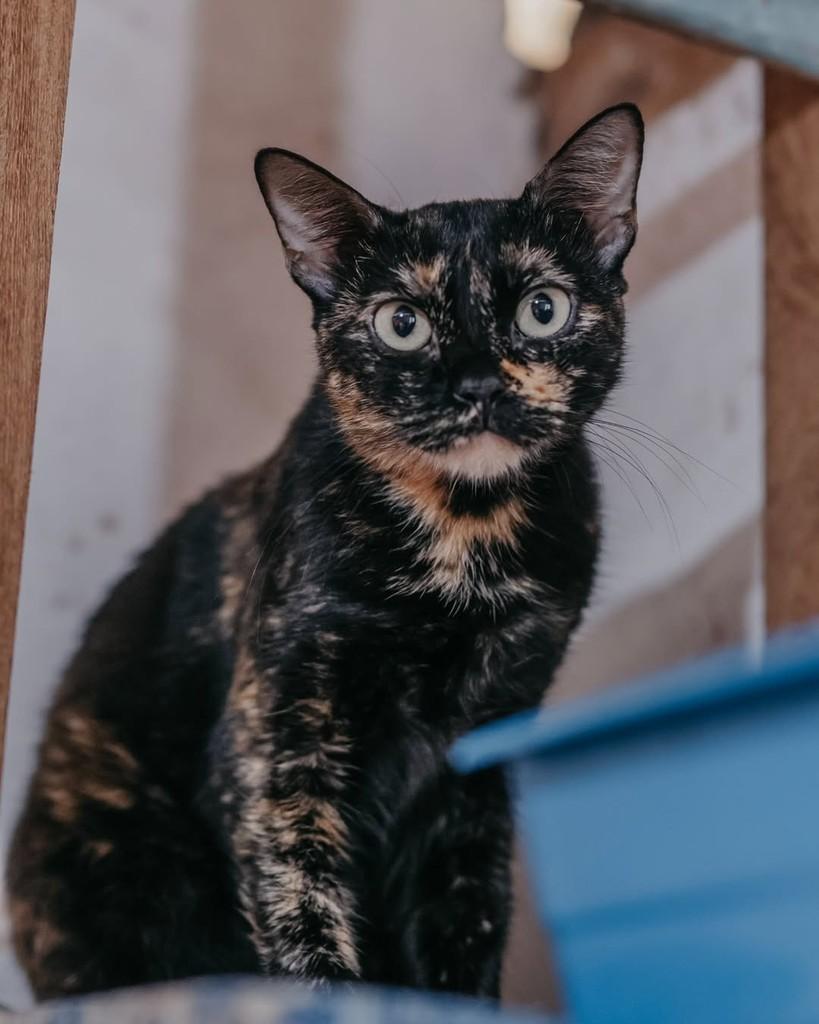 Babi, gato de porte pequeno para adoção em Vitória - ES