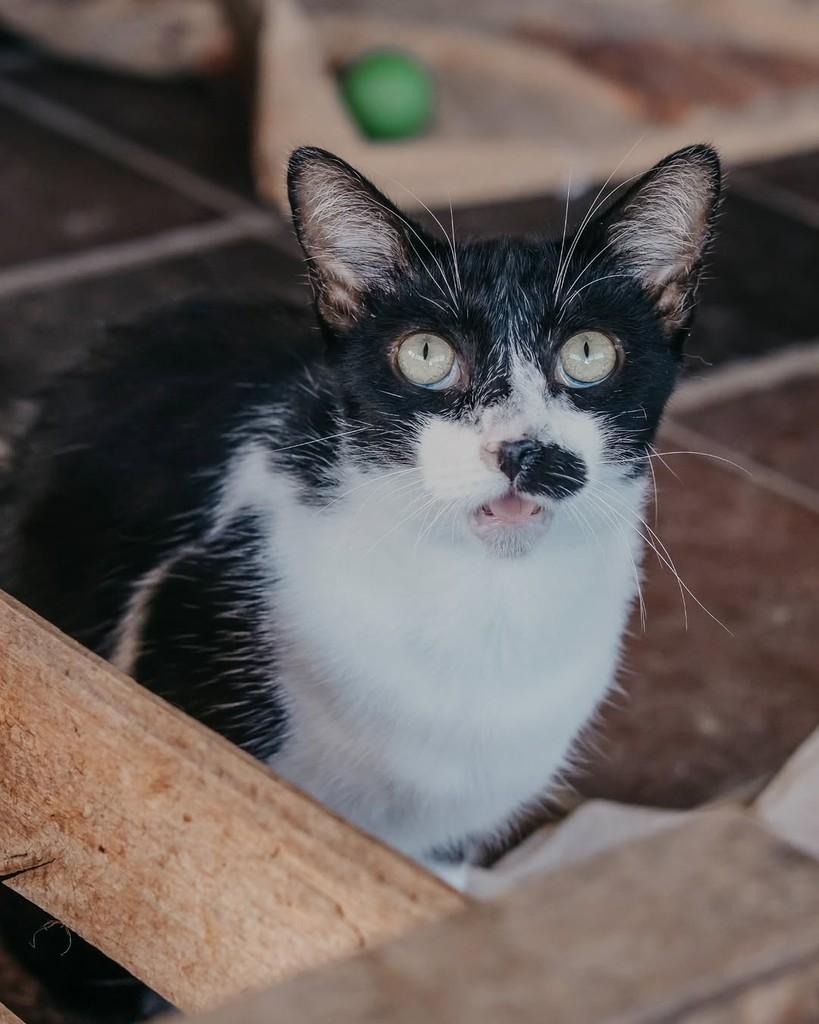 Tim, gato para adoção em Vitória - ES
