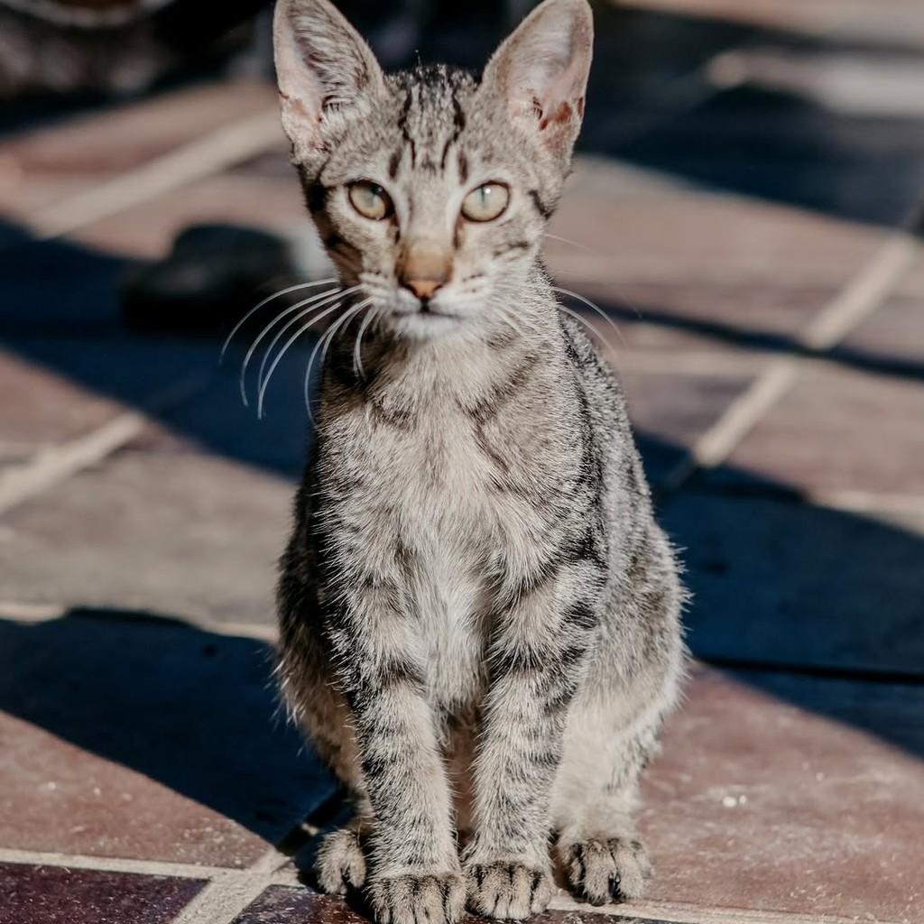 Felícia, gato de porte pequeno para adoção em Vitória - ES